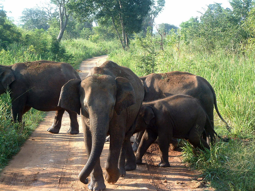 Hotel Big Game Udawalawe - By Eco Team Esterno foto