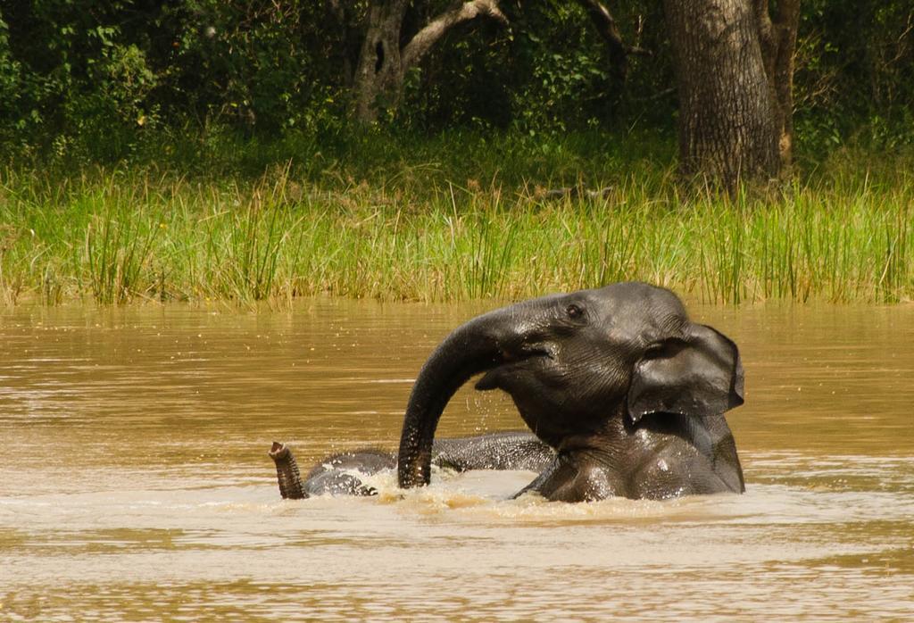 Hotel Big Game Udawalawe - By Eco Team Esterno foto